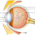 ראייה - מבנה העין