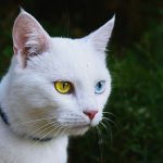 הטרוכרומיה- שתי עיניים בצבעים שונים