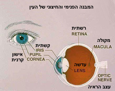 מבנה העין