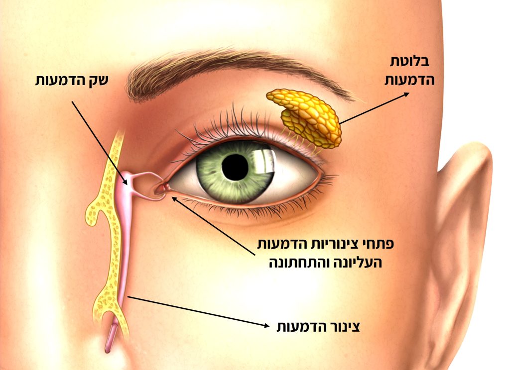 דרכי הדמעות