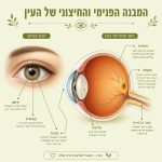 המבנה הפנימי והחיצוני של העין